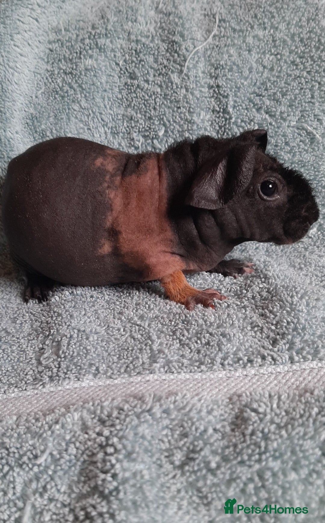 Guinea Pig rodents for sale: Skinny pigs. Various ages + prices. - Image 10