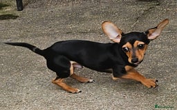 Chiweenie dogs for sale: 7 months old, chiweenie puppy - Image 3