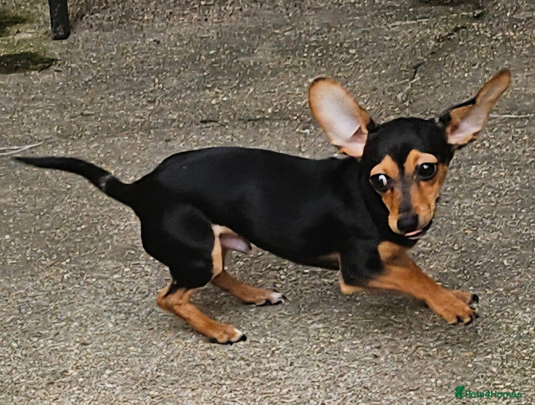 Chiweenie dogs for sale: 7 months old, chiweenie puppy - Image 3