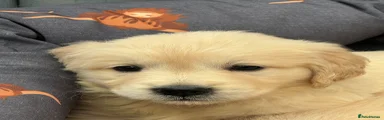 Golden Retriever 7