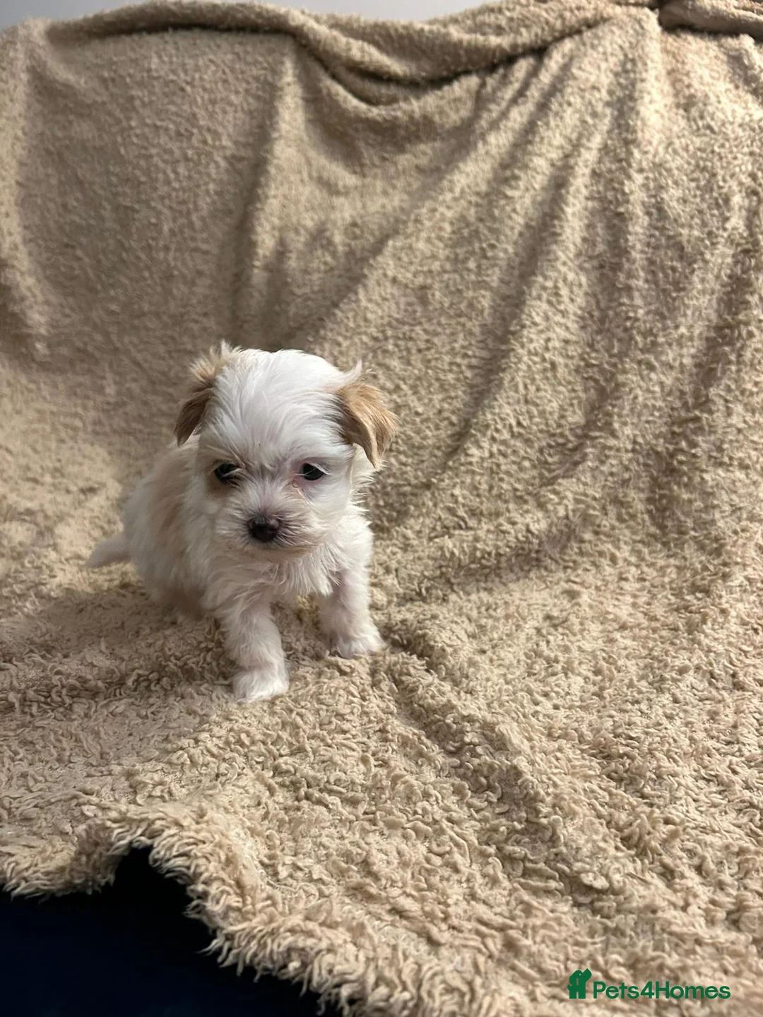 Havanese dogs for sale: Beautiful Havanese Puppies - Advert 23