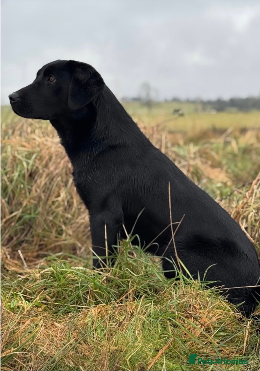Labrador Retriever dogs for sale: Stunning litter of 9 black Labrador puppies - Advert 6