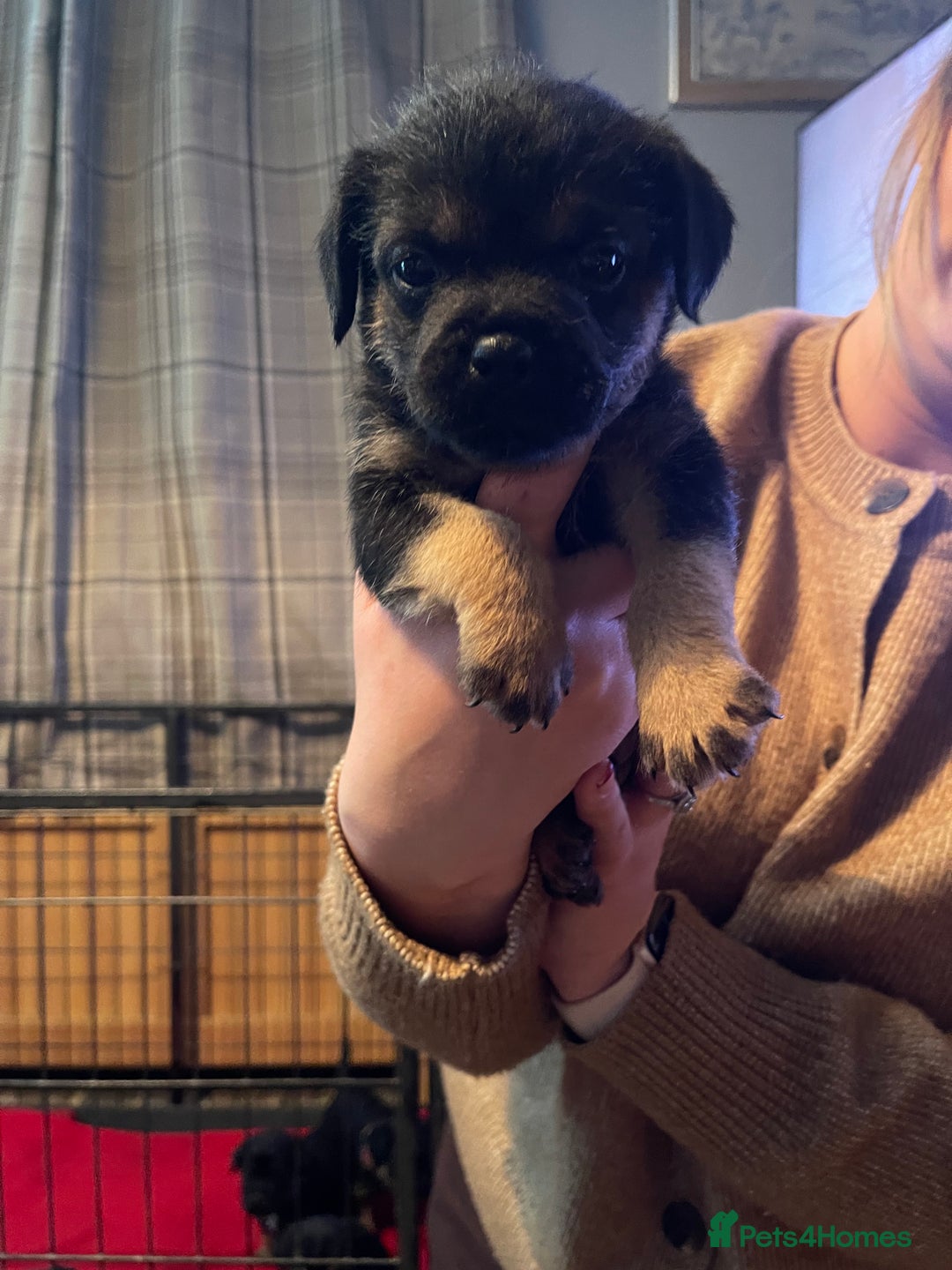 Border Terrier dogs for sale: Border Terrier Pups - Advert 39