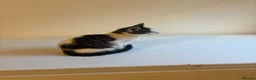 Mixed Breed cats for sale: 9 Adorable Mixed-Breed Kittens for Sale – £90  - Advert 5