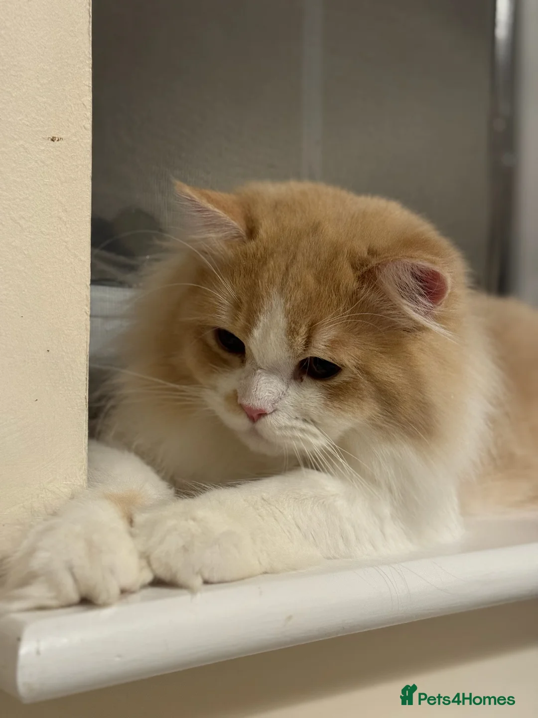 British Longhair cats for sale: Beautiful Fluffy British Longhair Caramel Boy - Advert 1