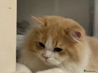 British Longhair cats Beautiful Fluffy British Longhair Caramel Boy - Advert 1