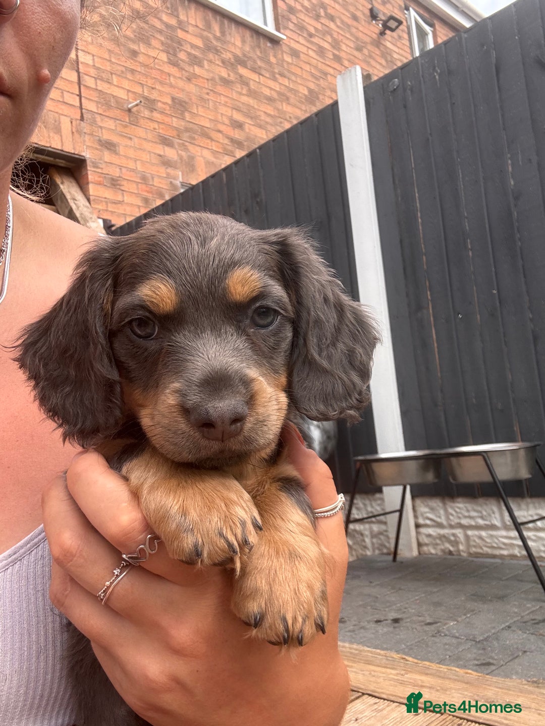 Long Haired Dachshund Yellow Lab Dachshund Mix Miniature Dachshund