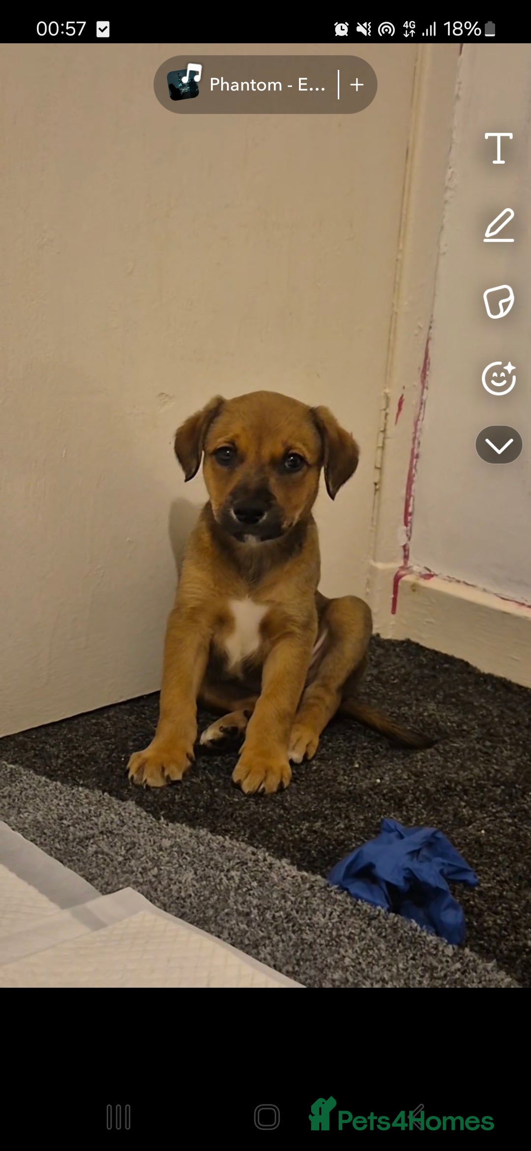 Mixed Breed dogs for sale: Staffy X Rottweiler  - Advert 3