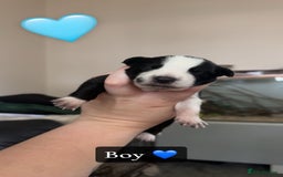 Mixed Breed dogs for sale: 🐾 Border Collie x Blue Heeler Puppies FOR SALE 🐾 - Image 7