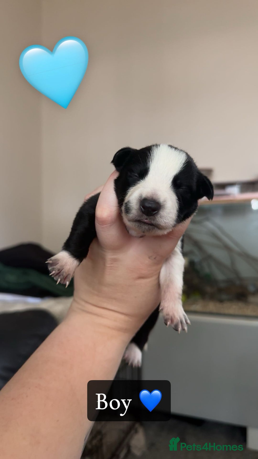 Mixed Breed dogs for sale: 🐾 Border Collie x Blue Heeler Puppies FOR SALE 🐾 - Image 7