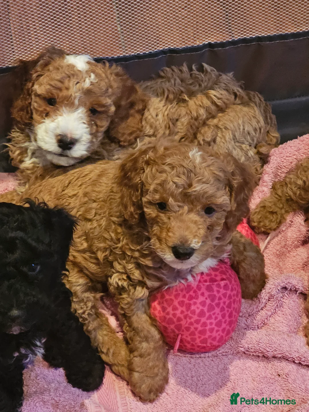 Cockapoo dogs for sale: Cockerpoo F1b Pups for sale (Ready to be rehomed) - Advert 3