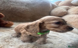 Cocker Spaniel dogs for sale: Cocker spaniel puppies  - Image 13