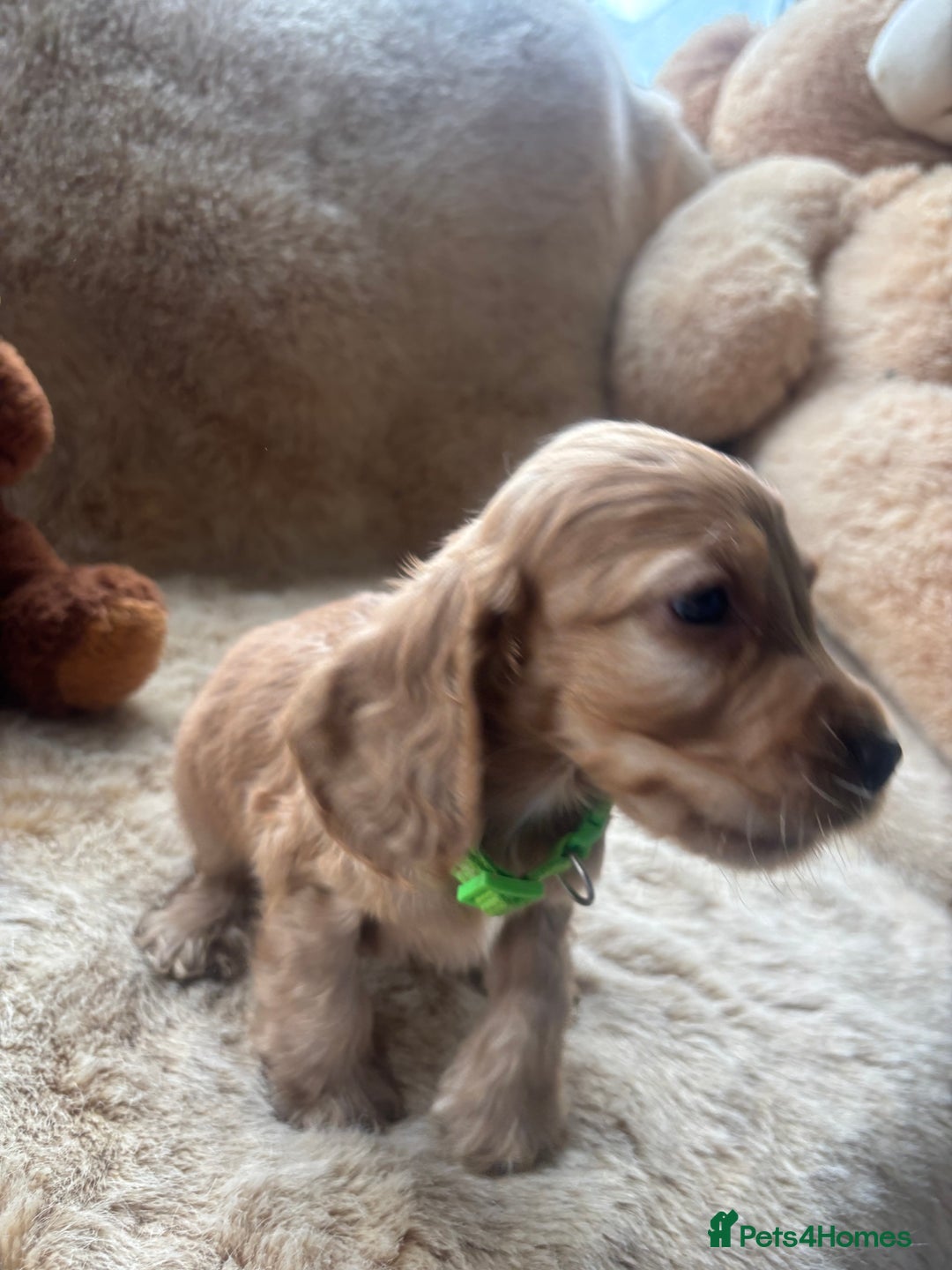 Cocker Spaniel dogs for sale: Cocker spaniel puppies  - Image 13