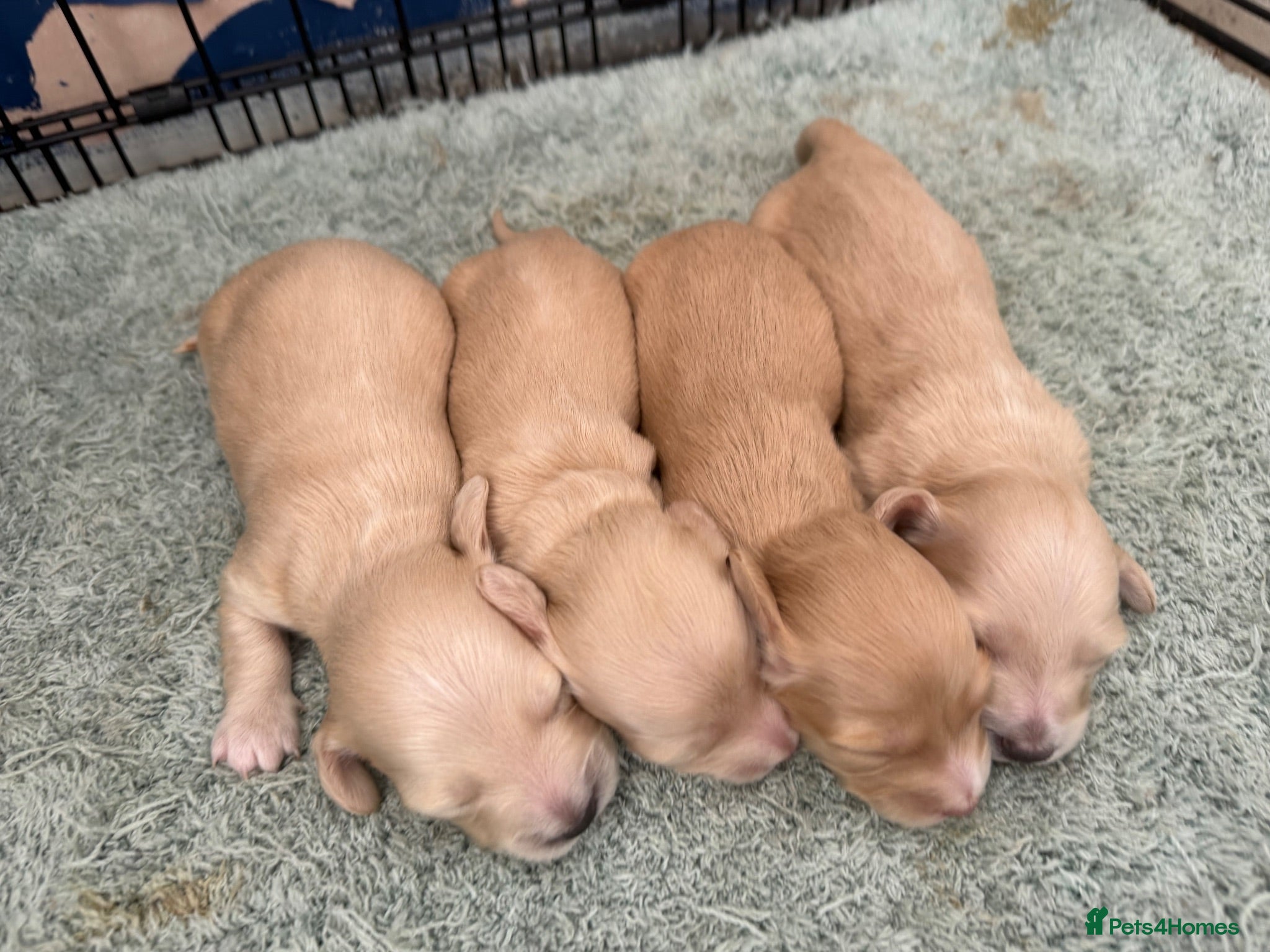 Miniature Dachshund dogs Cream long haired mini dachshund  - Advert 2