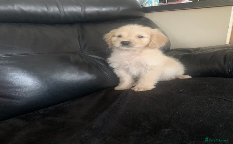 Cockapoo dogs - Advert 3