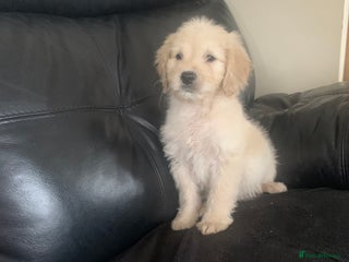 Cockapoo dogs - Advert 1