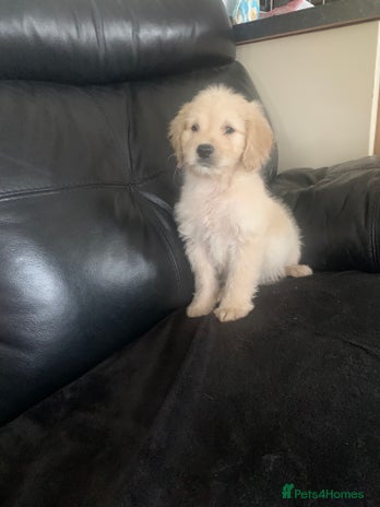 Cockapoo dogs - Advert 3