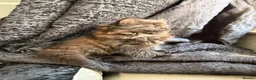 Maine Coon cats for sale: Maine Coon x British shorthair - Advert 7