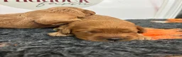 Cavapoo dogs for sale: ❤️ Adorable F1 Cavapoo puppies ❤️ - Advert 10