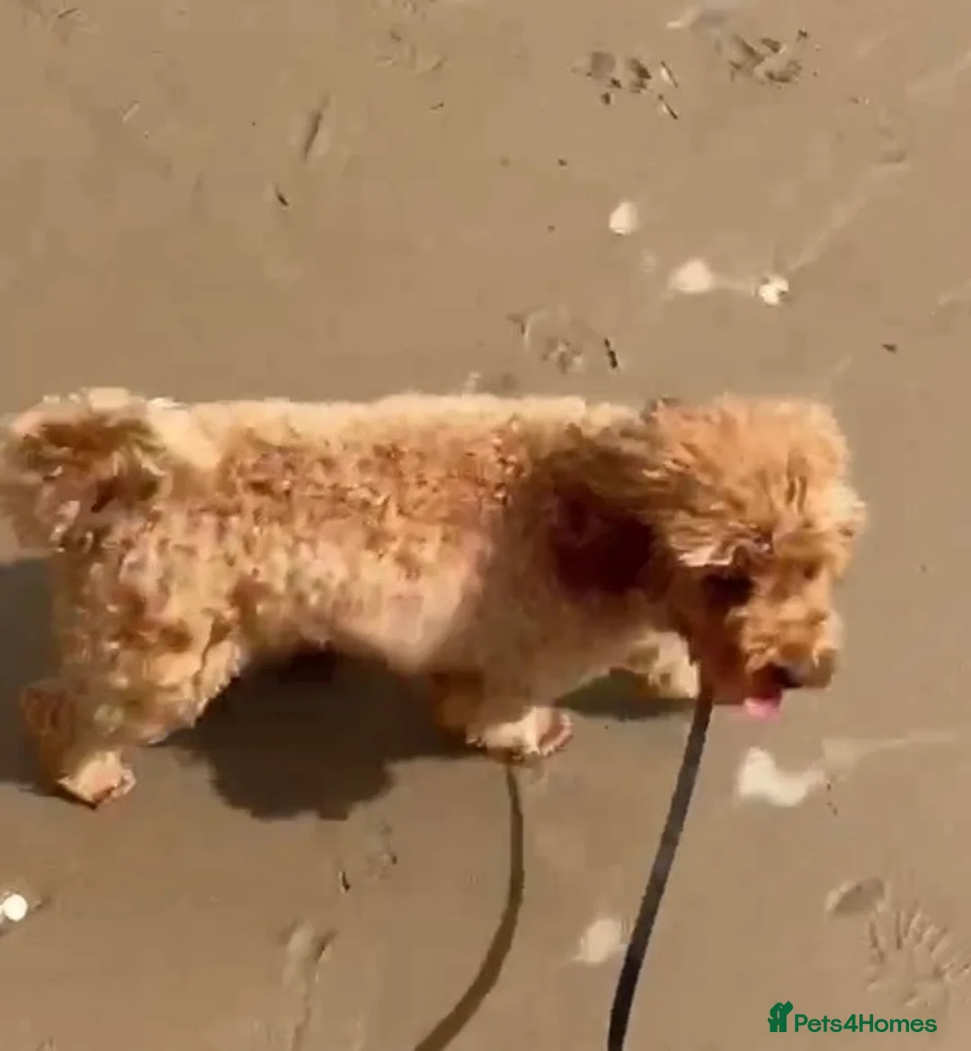 Cavapoo dogs for sale: F1b cavapoos  - Advert 1