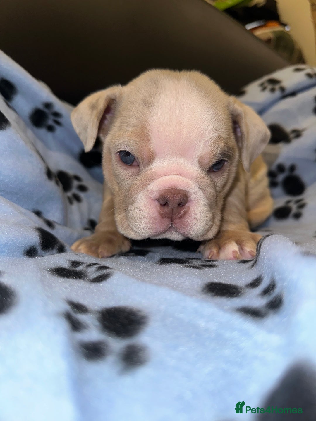 English Bulldog dogs for sale: ‼️ENGLISH BULLDOG PUPS WITH AMERICAN BLOODLINE‼️ - Advert 13