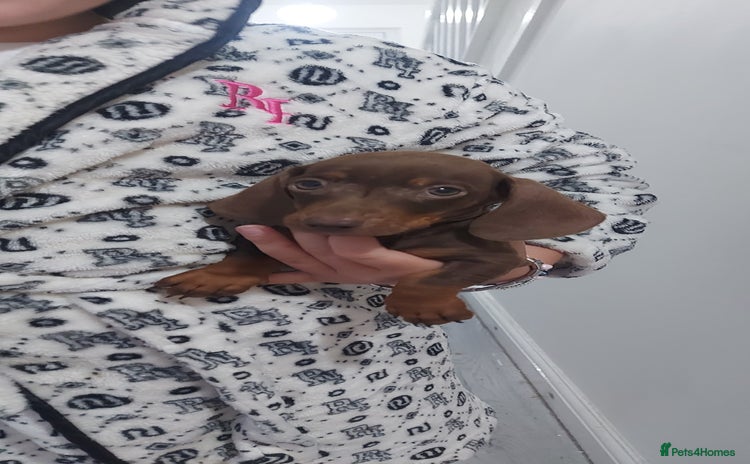Miniature Dachshund dogs - Advert 16