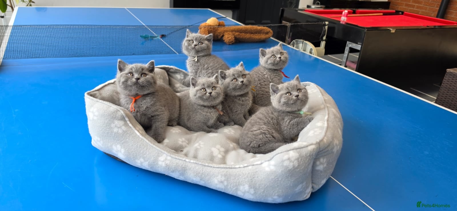 British Shorthair cats NEW PHOTOS - GCCF British Shorthair Blue Kittens - Advert 1