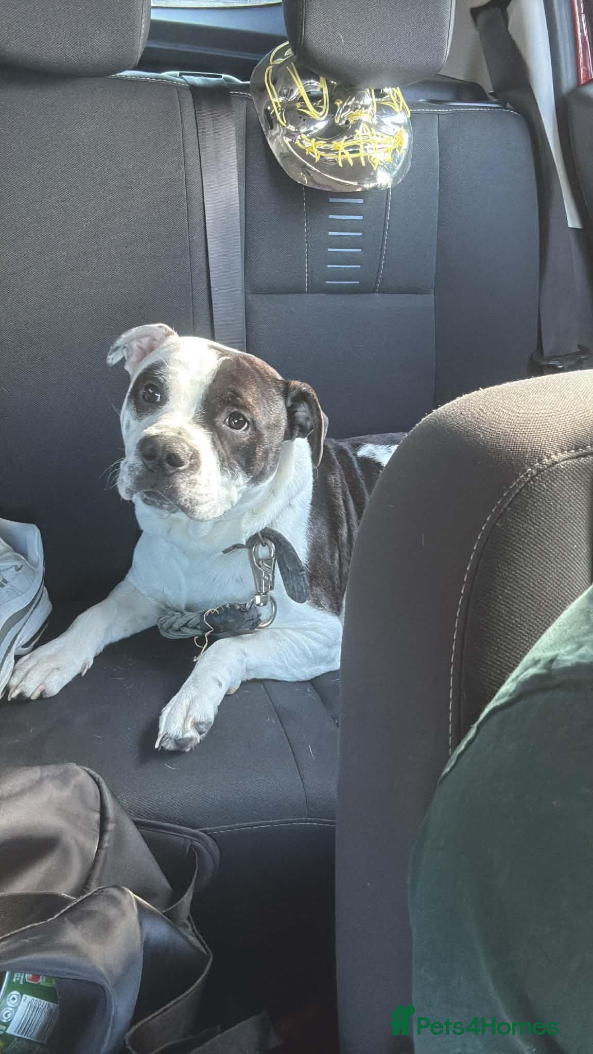 Mixed Breed dogs Patch - Advert 4