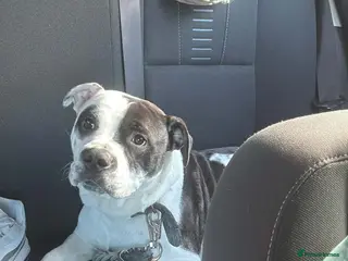 Mixed Breed dogs Patch - Advert 4