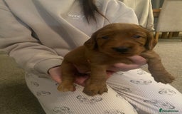 Cockapoo dogs for sale: Cockapoo pups for sale  - Image 10