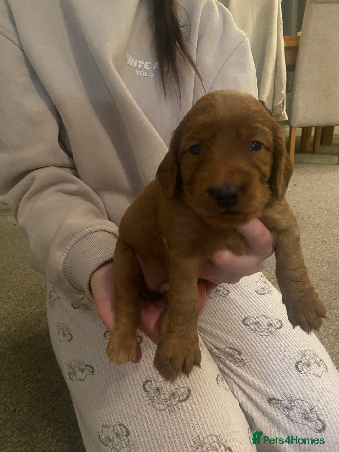 Cockapoo dogs for sale: Cockapoo pups for sale  - Image 10