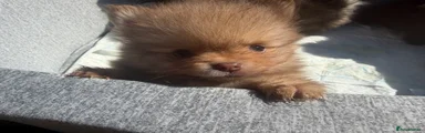 Pomeranian Puppy 3