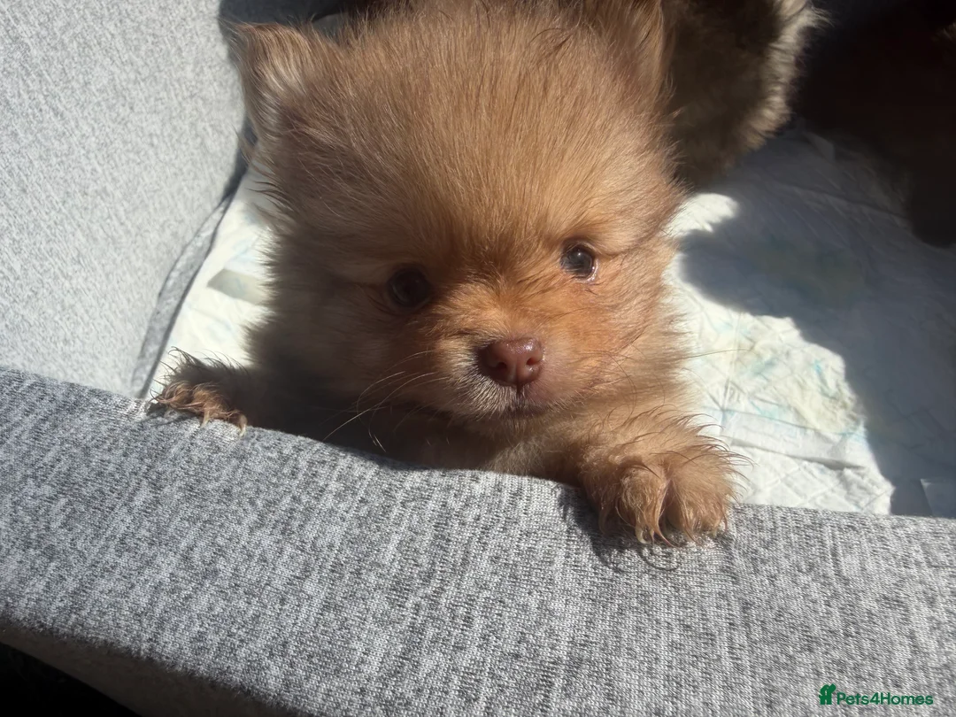 Pomeranian dogs for sale: Beautiful Pomeranian Puppy's   - Advert 2