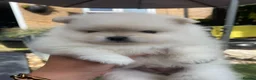 Pomeranian dogs for sale: Stunning pomeranians for sale both parents KC  in Ely - Advert 6