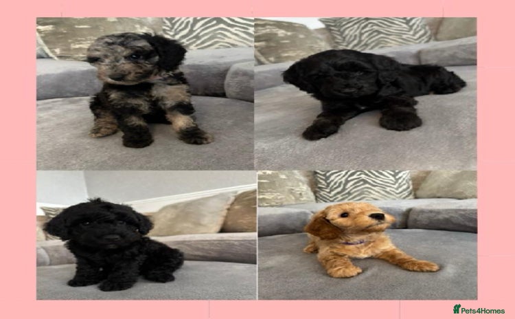 Cockapoo dogs - Advert 1