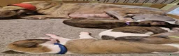 Whippet dogs for sale: Beautiful whippet puppies looking for new home in Swindon - Advert 1