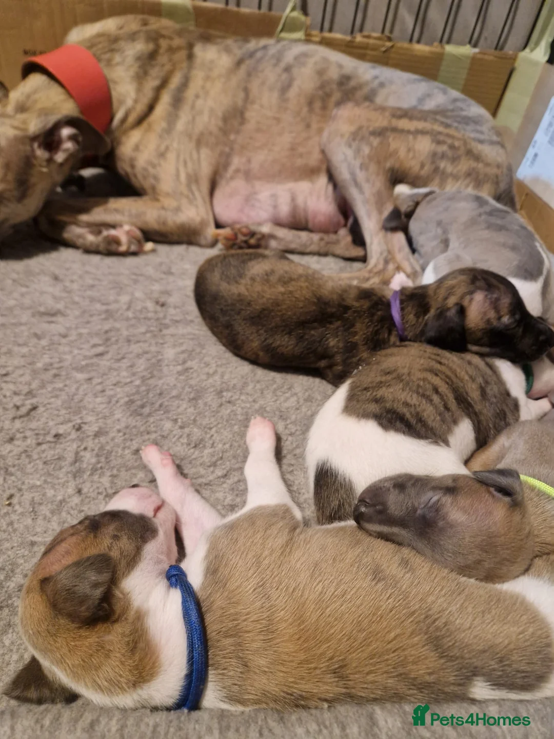 Whippet dogs for sale: Beautiful whippet puppies looking for new home in Swindon - Advert 1