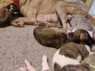 Whippet dogs Beautiful whippet puppies looking for new home - Advert 10