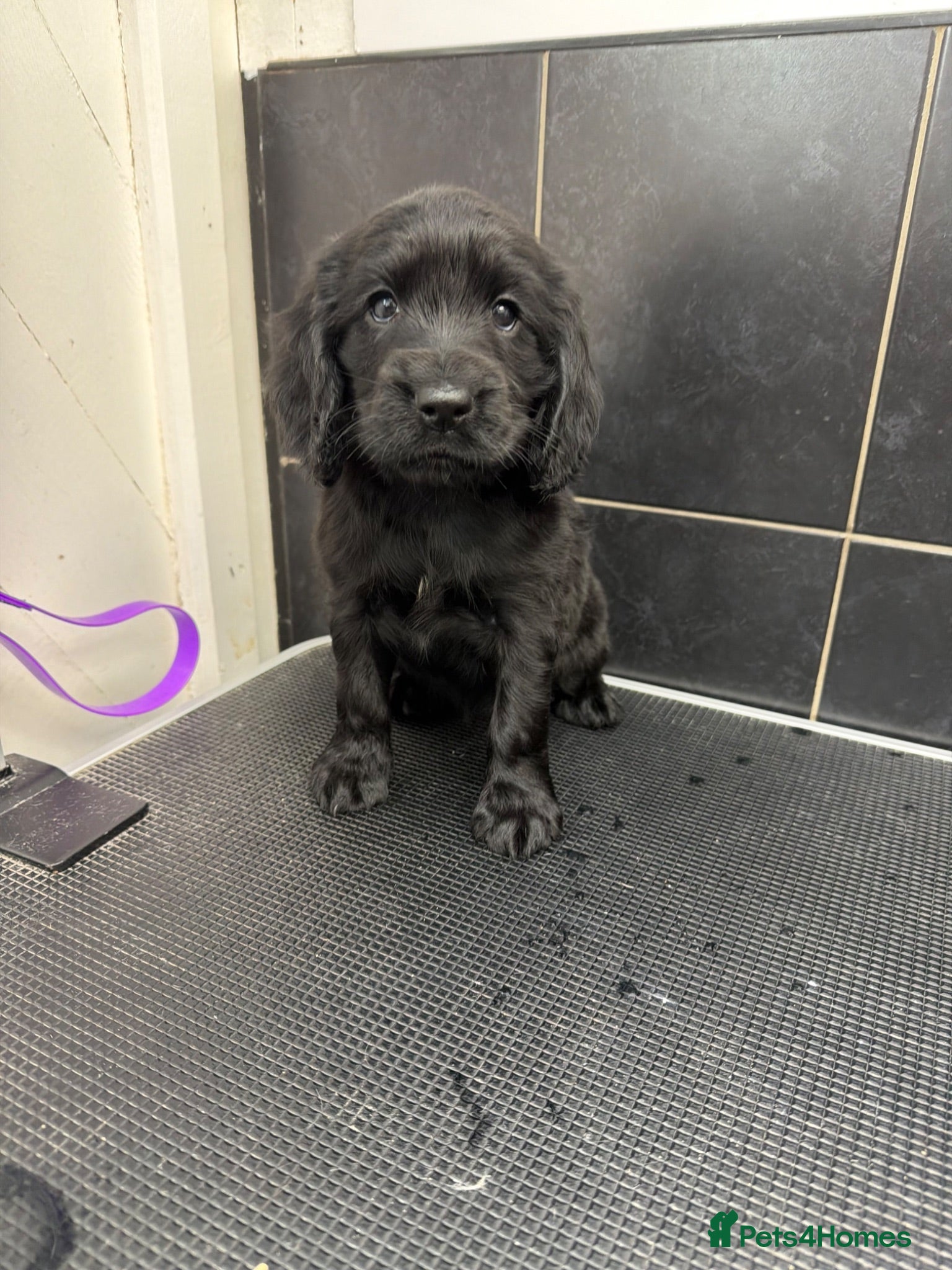 Cocker Spaniel dogs  Beautiful Cocker Spaniel show type pups  - Advert 1