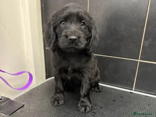 Cocker Spaniel dogs Beautiful Cocker Spaniel show type pups - Advert 1