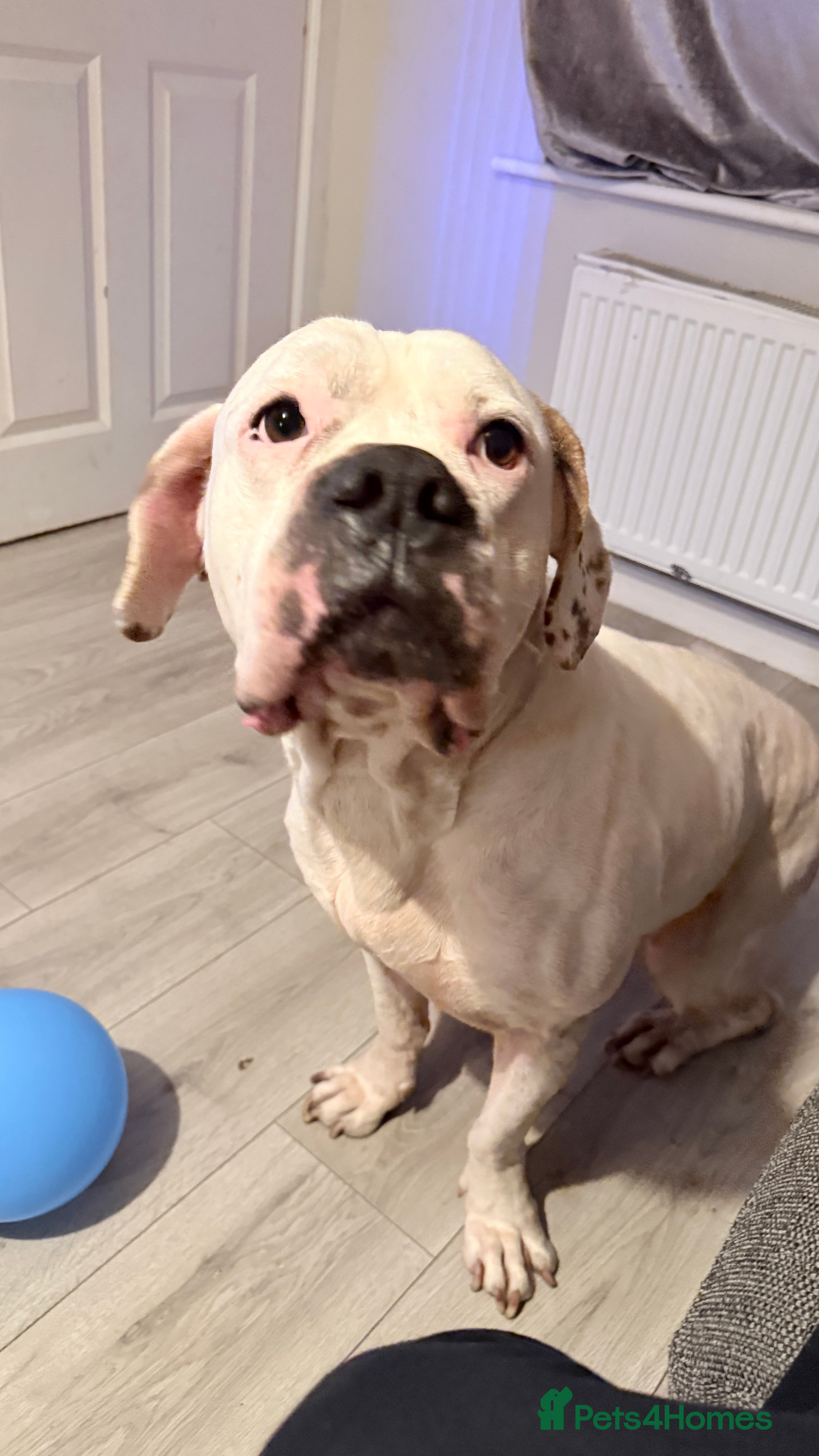 Mixed Breed dogs American bulldog x cane corso - Advert 11