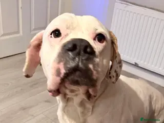 Mixed Breed dogs American bulldog x cane corso - Advert 6