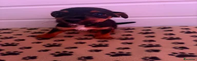 Jack Russell 4