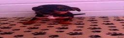 Jack Russell dogs for sale: Mini jack Russell puppies - Advert 17