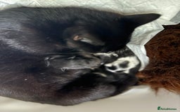 Mixed Breed cats for sale: Little boy looking for the new home - Image 6