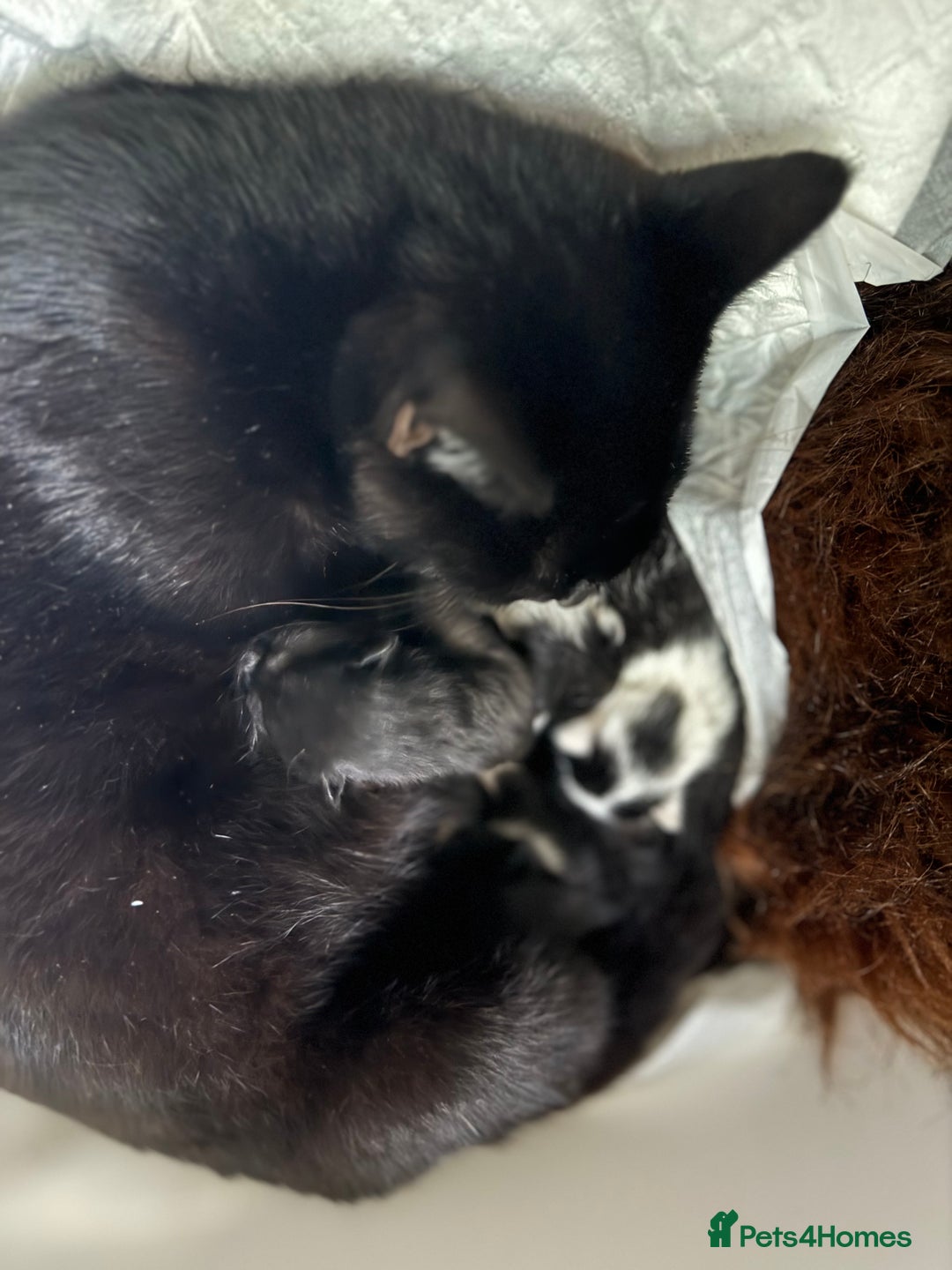 Mixed Breed cats for sale: Little boy looking for the new home - Image 6