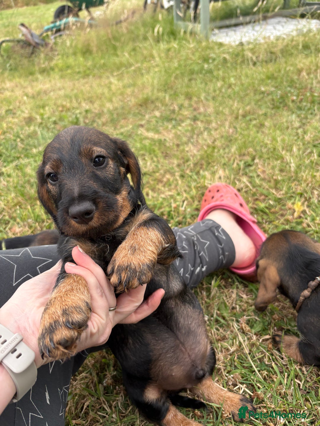 Dachshund dogs for sale: Standard Wire Haired Dachshunds  - Image 3
