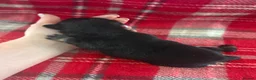 Pomchi dogs for sale: Pomchi Puppies - Advert 20