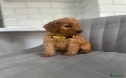 Cockapoo dogs for sale: OUTSTANDING Red Cockapoo Puppies  - Image 11