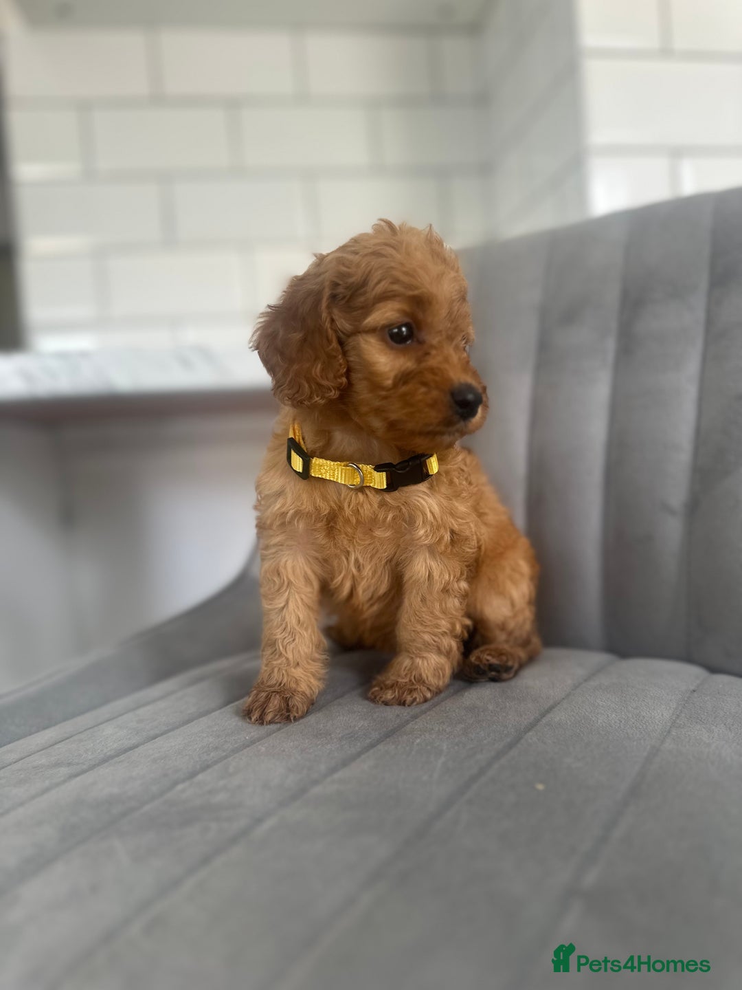 Cockapoo dogs for sale: OUTSTANDING Red Cockapoo Puppies  - Image 11